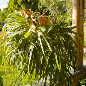 Staghorn Fern